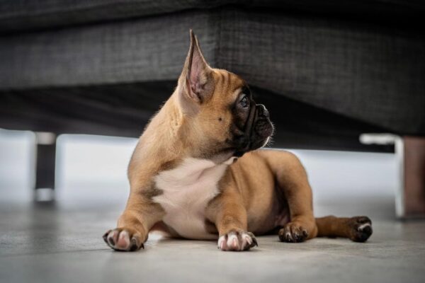 mini french bulldog near me