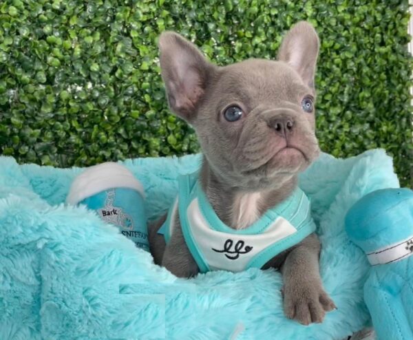 Frenchies for adoption