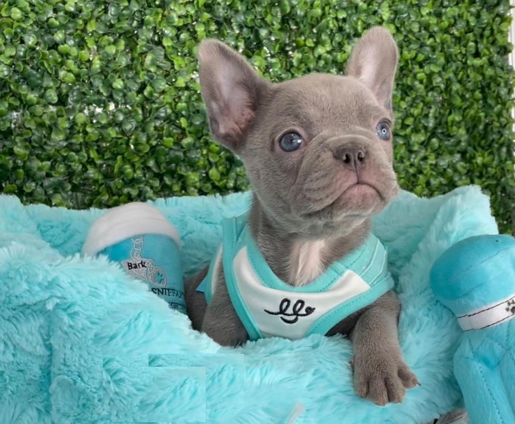 Frenchies for adoption Frenchies for adoption