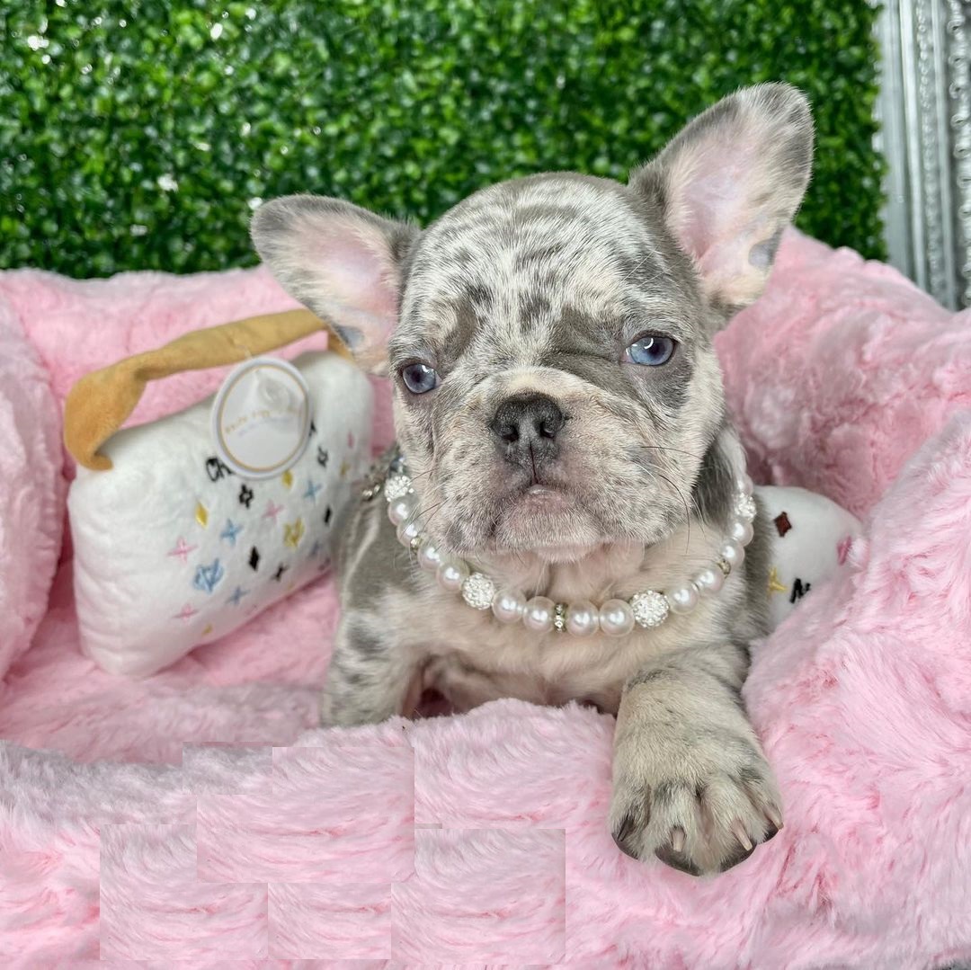 Frenchie for sale near me Frenchie for sale near me