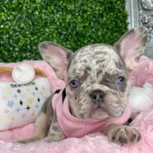 Frenchie for sale near me