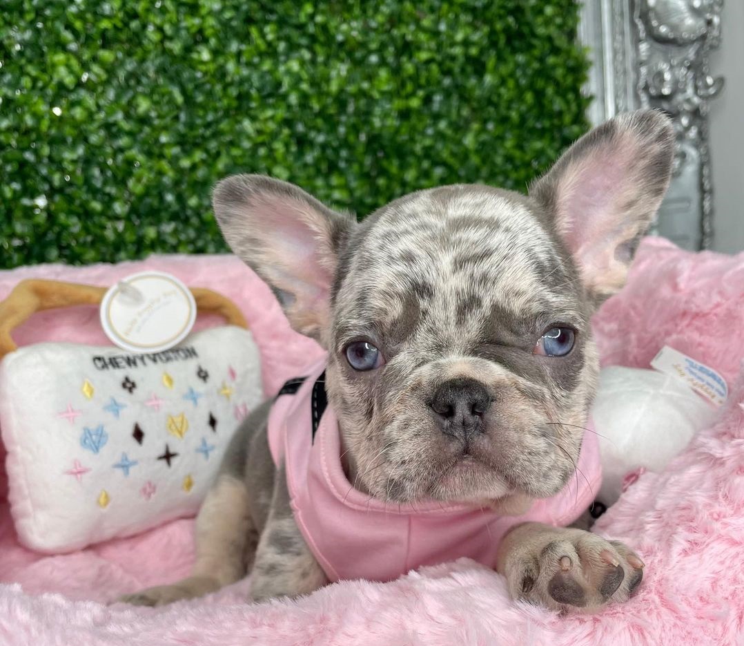 Frenchie for sale near me Frenchie for sale near me