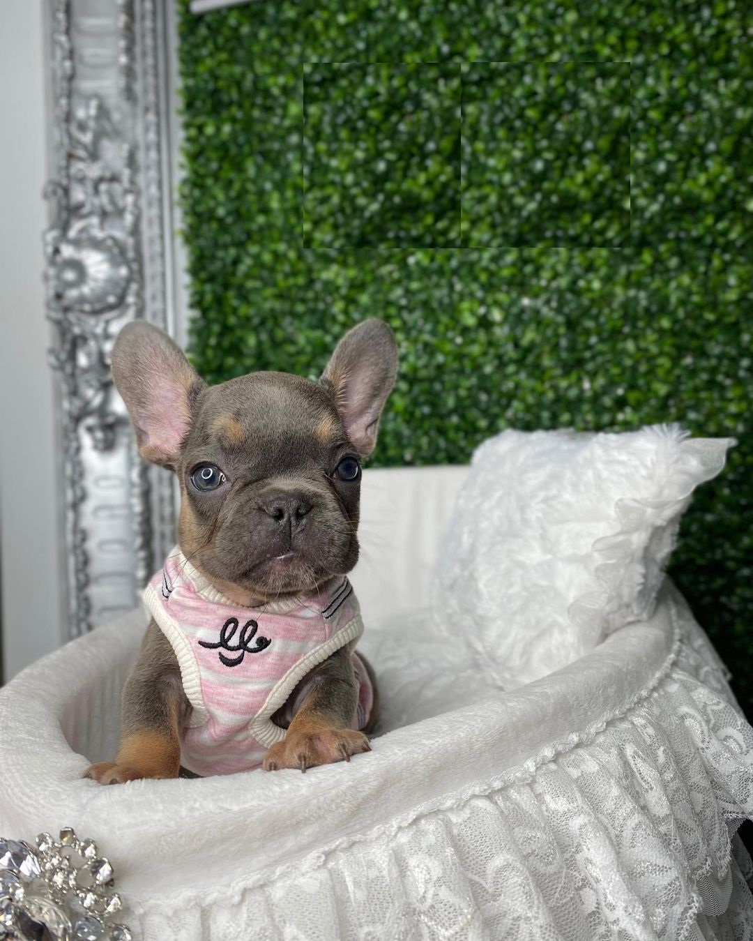 akc french bulldog akc french bulldog