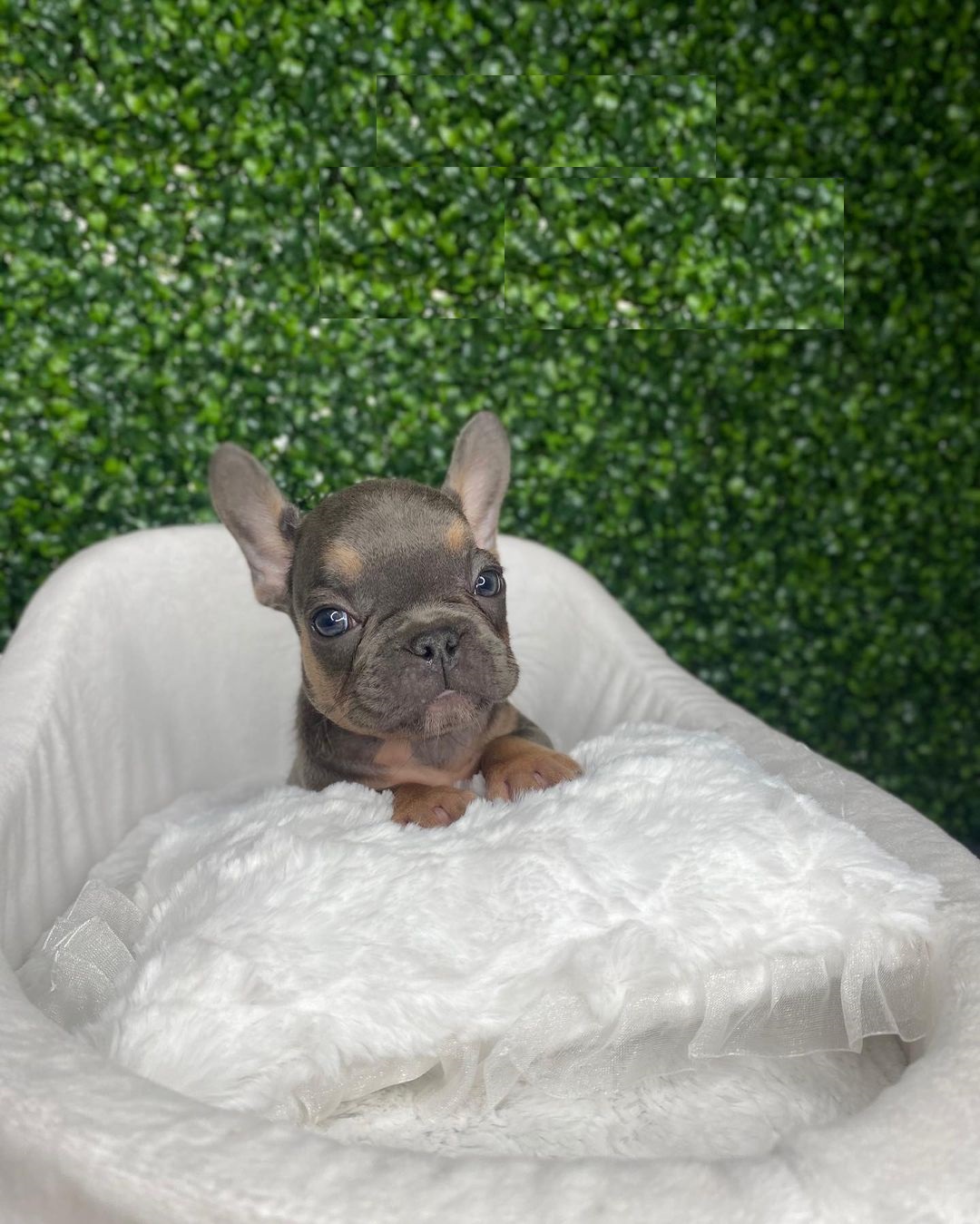 akc french bulldog akc french bulldog