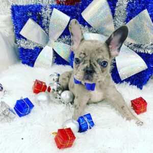 french bulldog price range