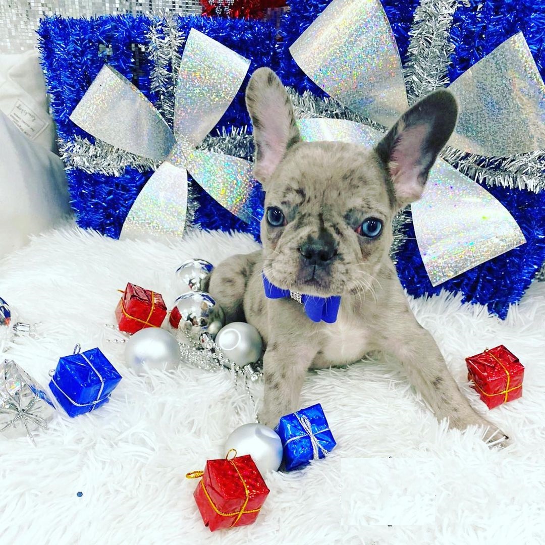 french bulldog price range french bulldog price range