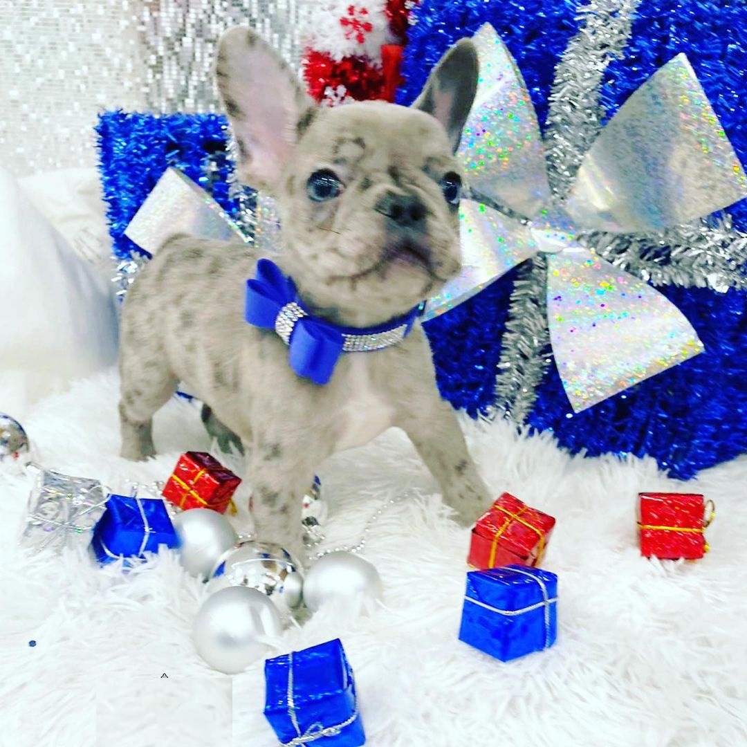 french bulldog price range french bulldog price range