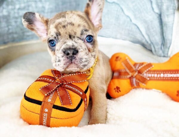 Lilac french bulldog