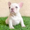 French bulldog adoption nyc