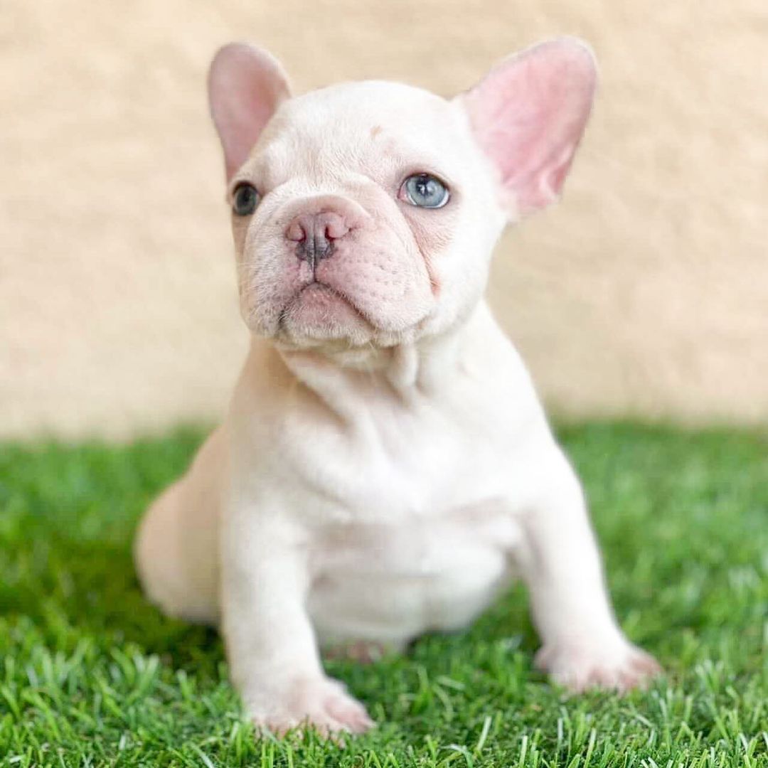 French bulldog adoption nyc French bulldog adoption nyc