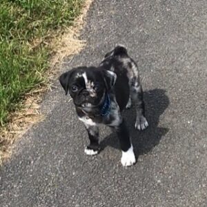 Baby pugs for sale near me