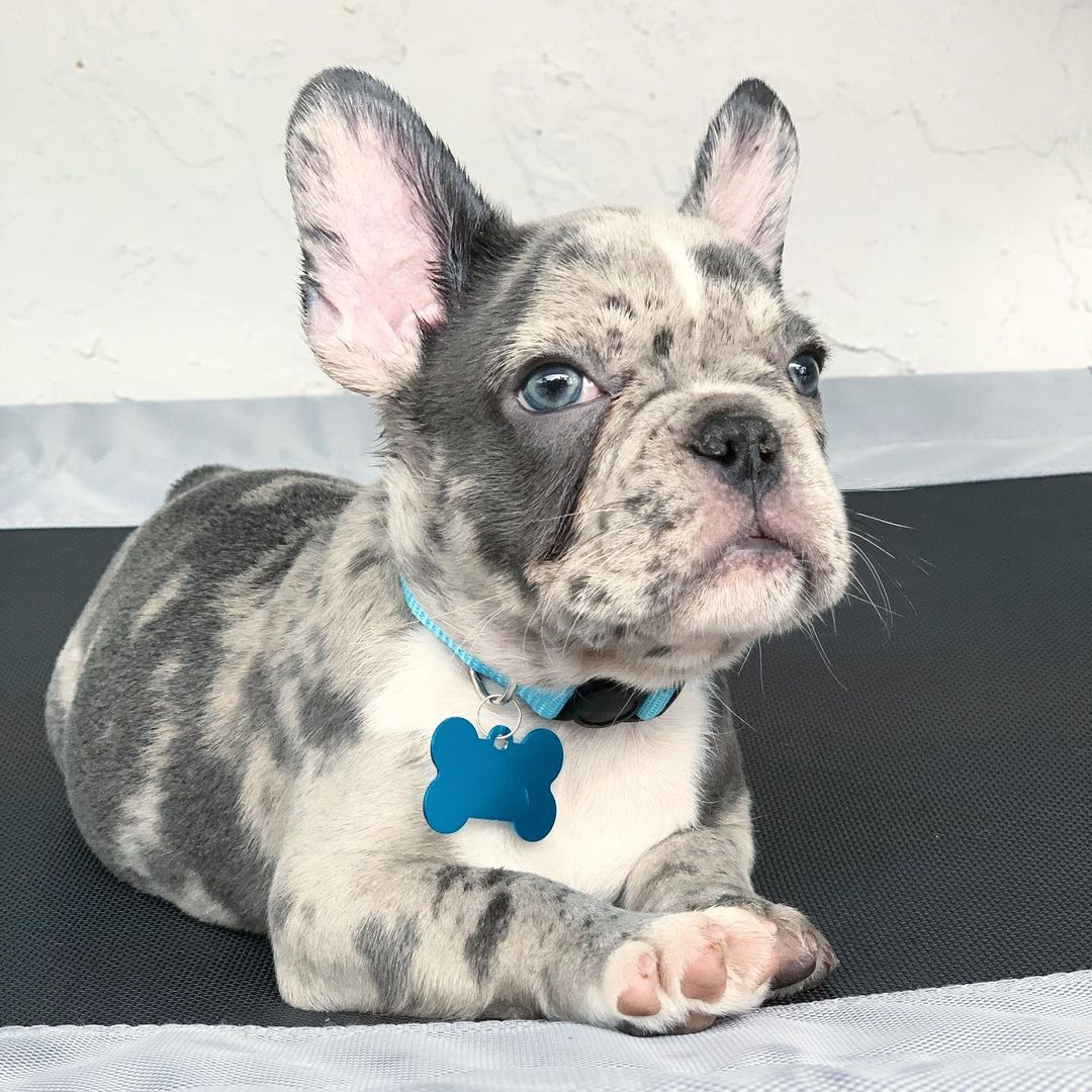 puppylovefloridabulldogs_1639379935878416