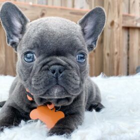 mini french bulldog mini french bulldog