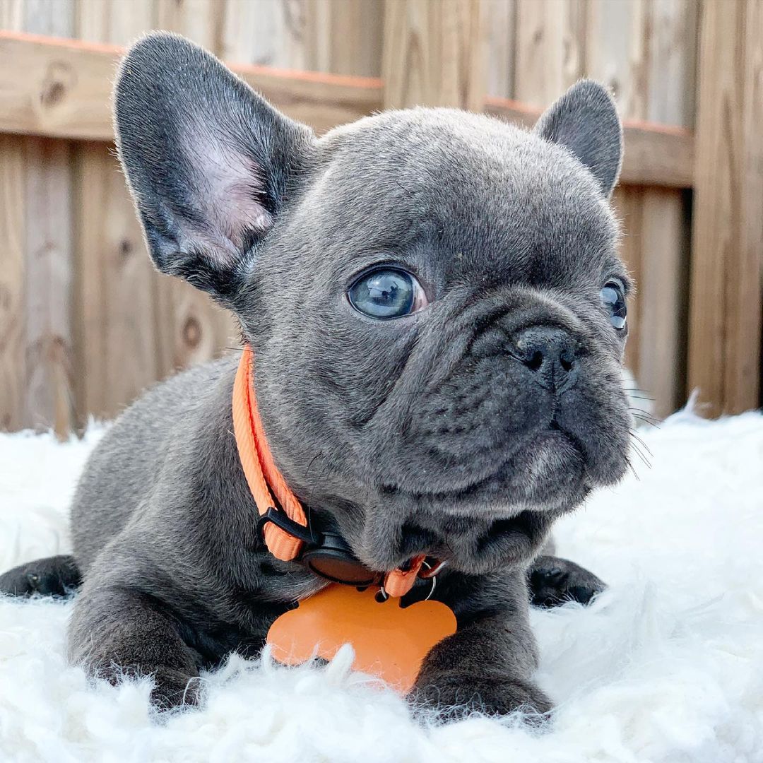 puppylovefloridabulldogs_1639380461483938
