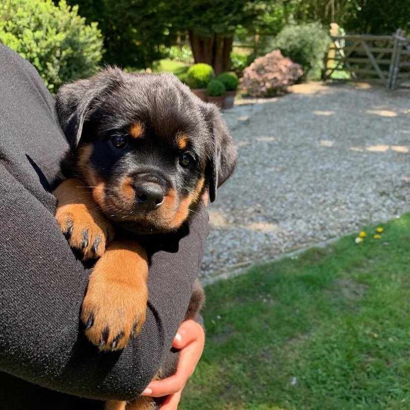 craigslist small dogs for sale craigslist small dogs for sale