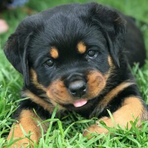 craigslist dogs for sale los angeles