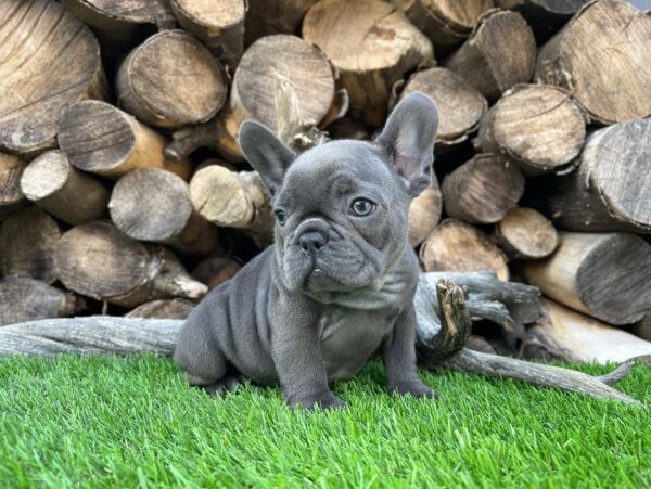 Black brindle french bulldog