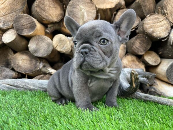 Black brindle french bulldog