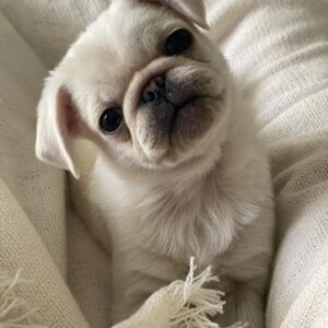 miniature pugs for sale