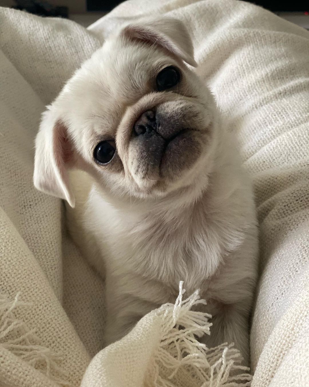 miniature pugs for sale miniature pugs for sale