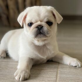 miniature pugs for sale miniature pugs for sale