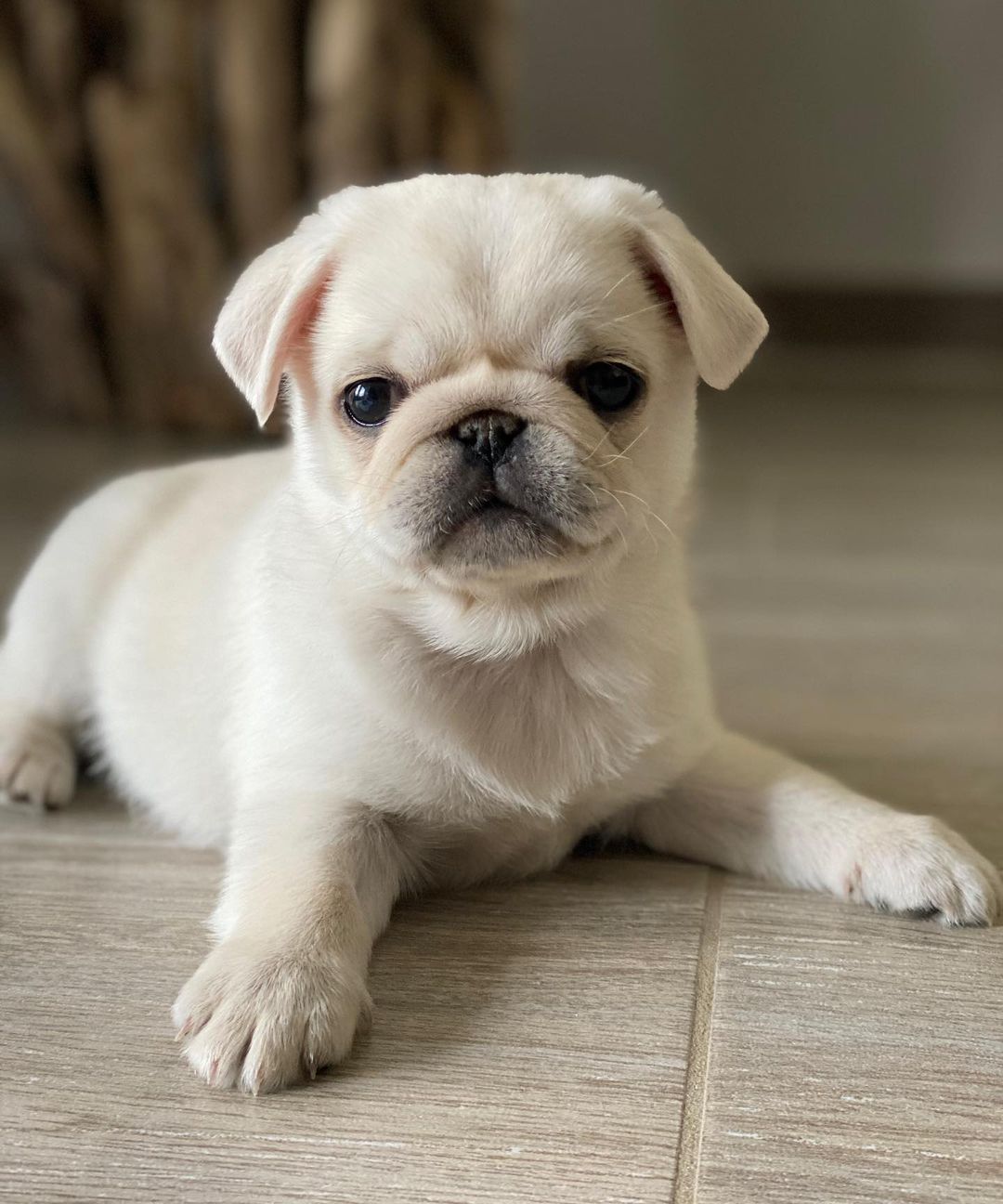 miniature pugs for sale miniature pugs for sale