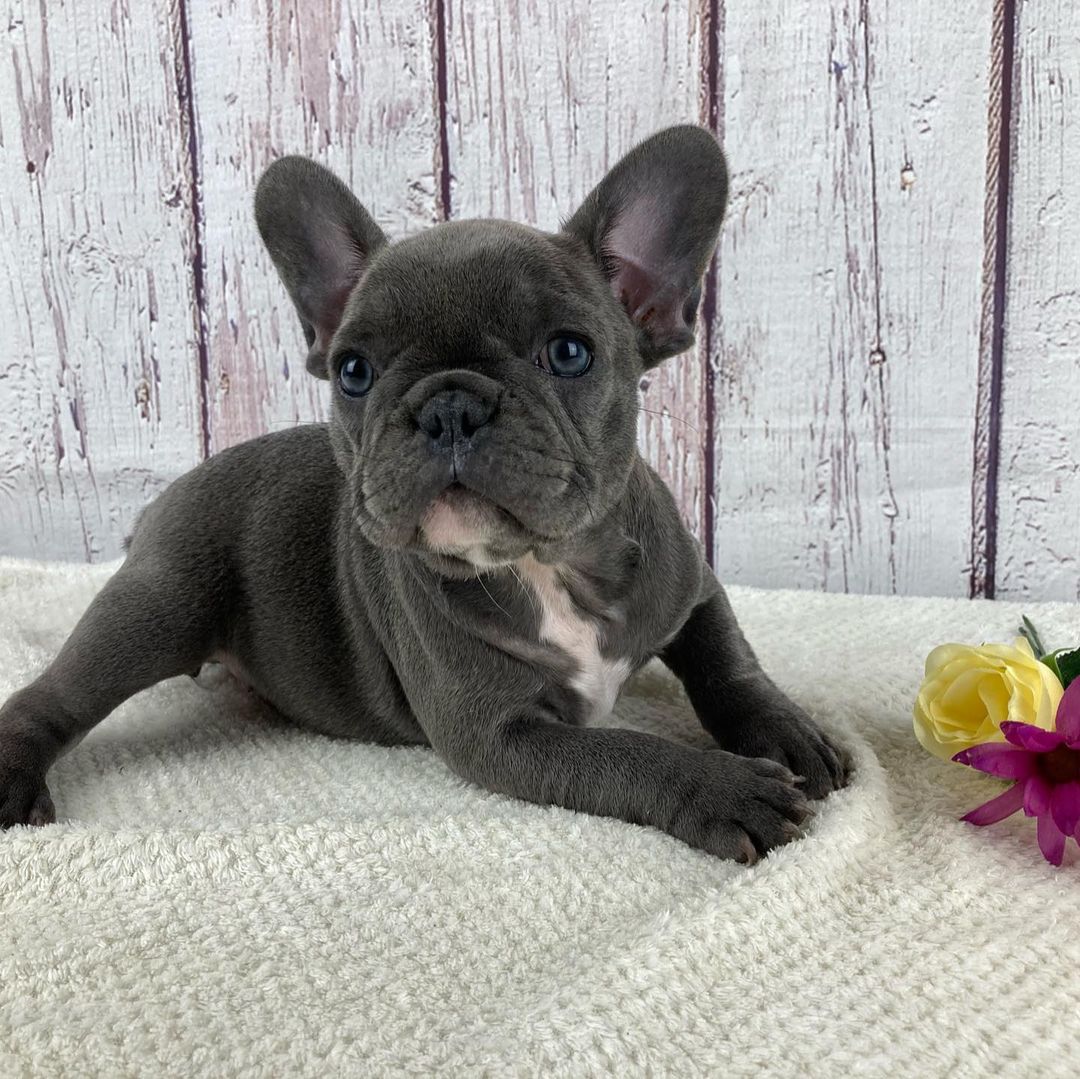 French bulldog puppies for sale under 1000 French bulldog puppies for sale under 1000