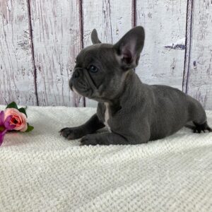 French bulldog puppies for sale under 1000