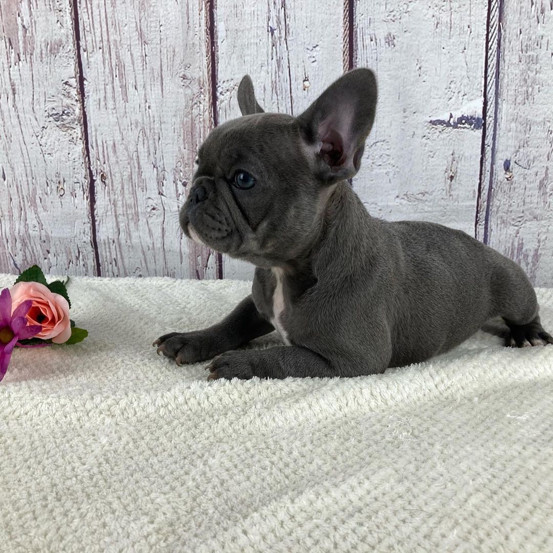 French bulldog puppies for sale under 1000 French bulldog puppies for sale under 1000