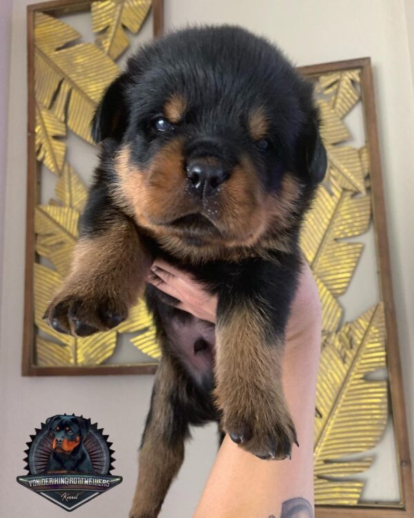 craigslist dogs for sale