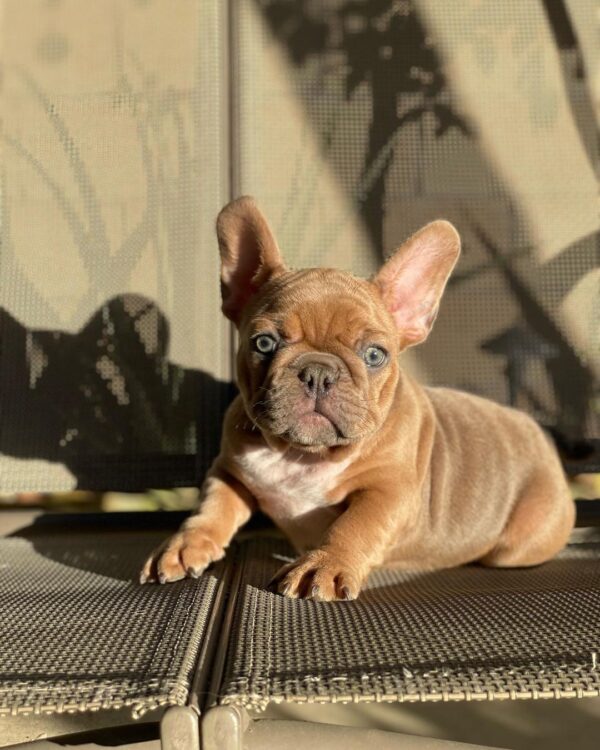 french bulldog florida