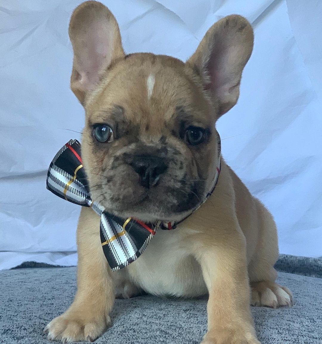 french bulldog kentucky french bulldog kentucky