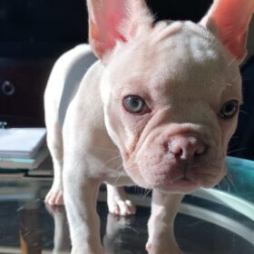 fluffy french bulldog fluffy french bulldog