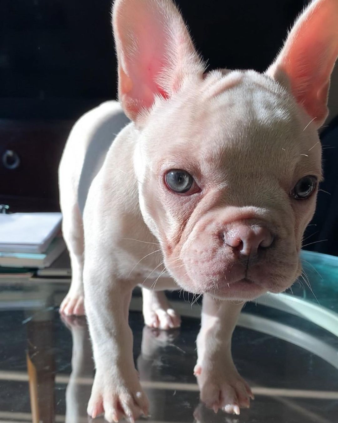 fluffy french bulldog fluffy french bulldog