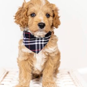 teddy bear goldendoodles for sale