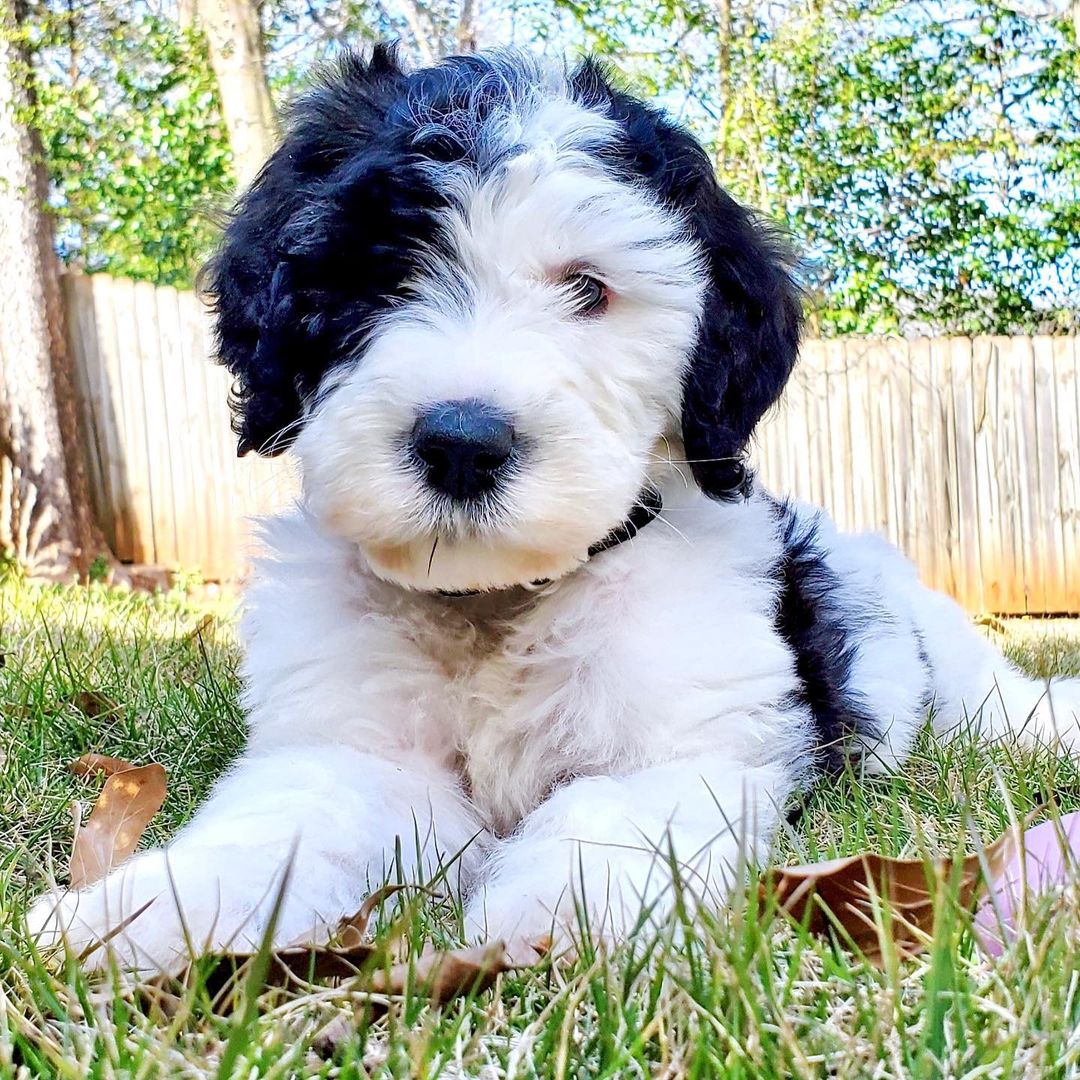 miniature goldendoodle for sale