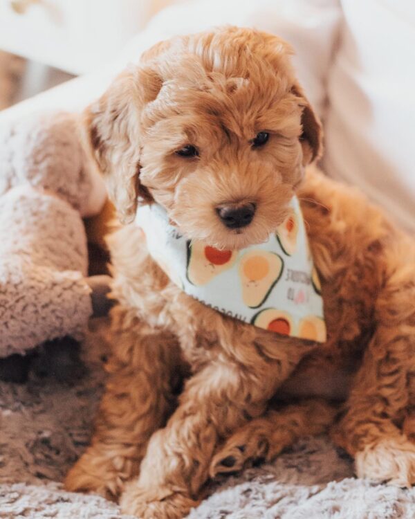 Doodle dogs for sale