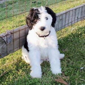 miniature goldendoodle for sale
