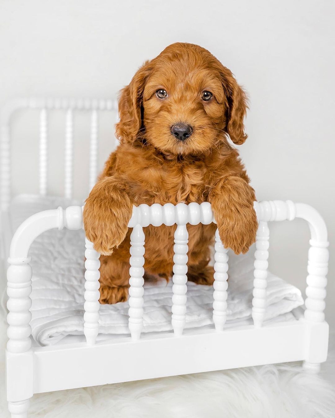 goldendoodle puppies for adoption goldendoodle puppies for adoption