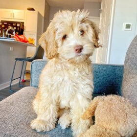 mini goldendoodle for sale Ohio mini goldendoodle for sale Ohio