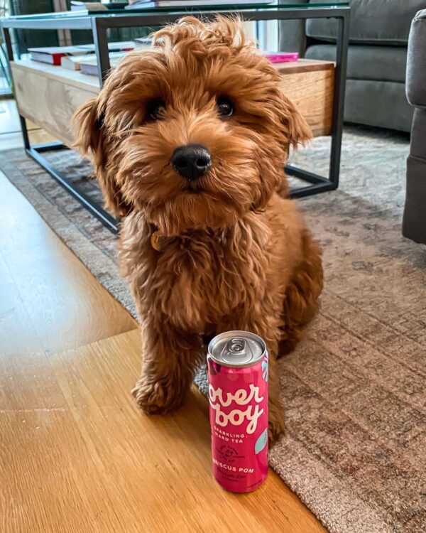 goldendoodle puppies for sale MD