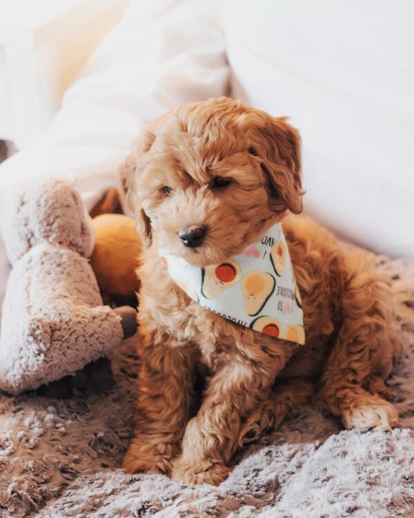 Doodle dogs for sale