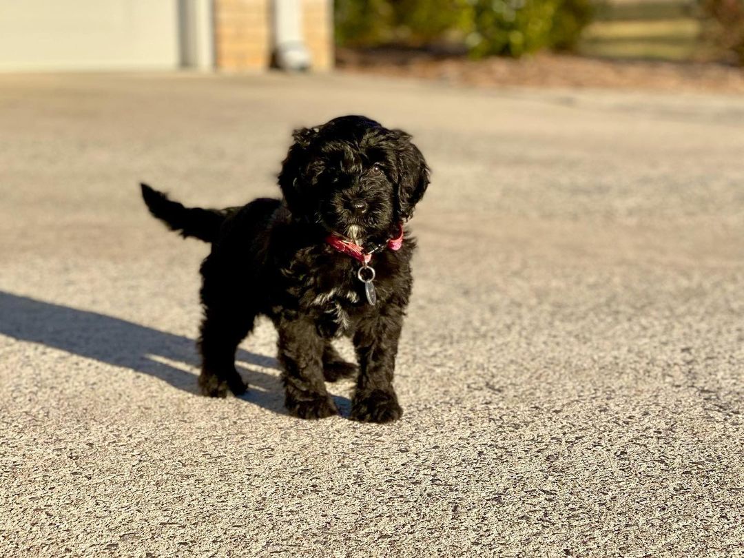 english cream goldendoodle english cream goldendoodle