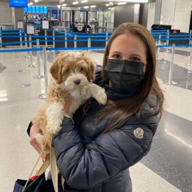 double doodles for sale