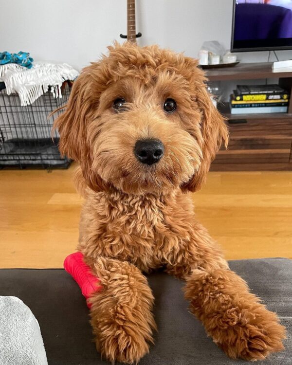 goldendoodle puppies for sale MD