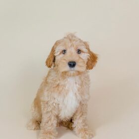 goldendoodle for sale