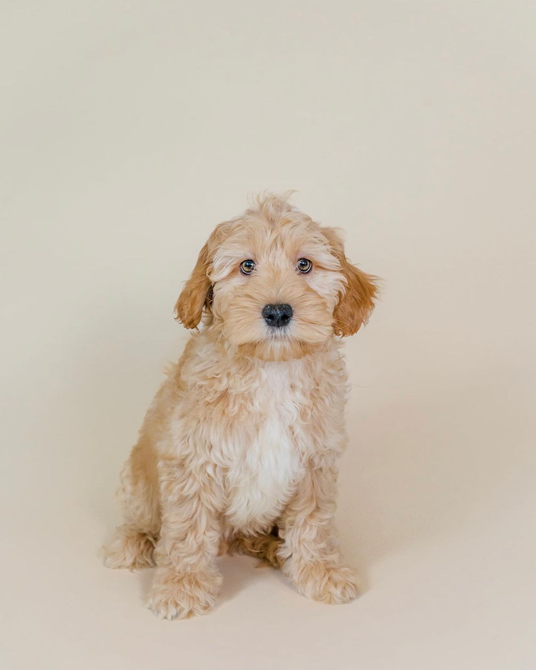 goldendoodle for sale