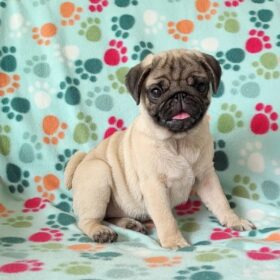 pug puppies for sale by owner pug puppies for sale by owner