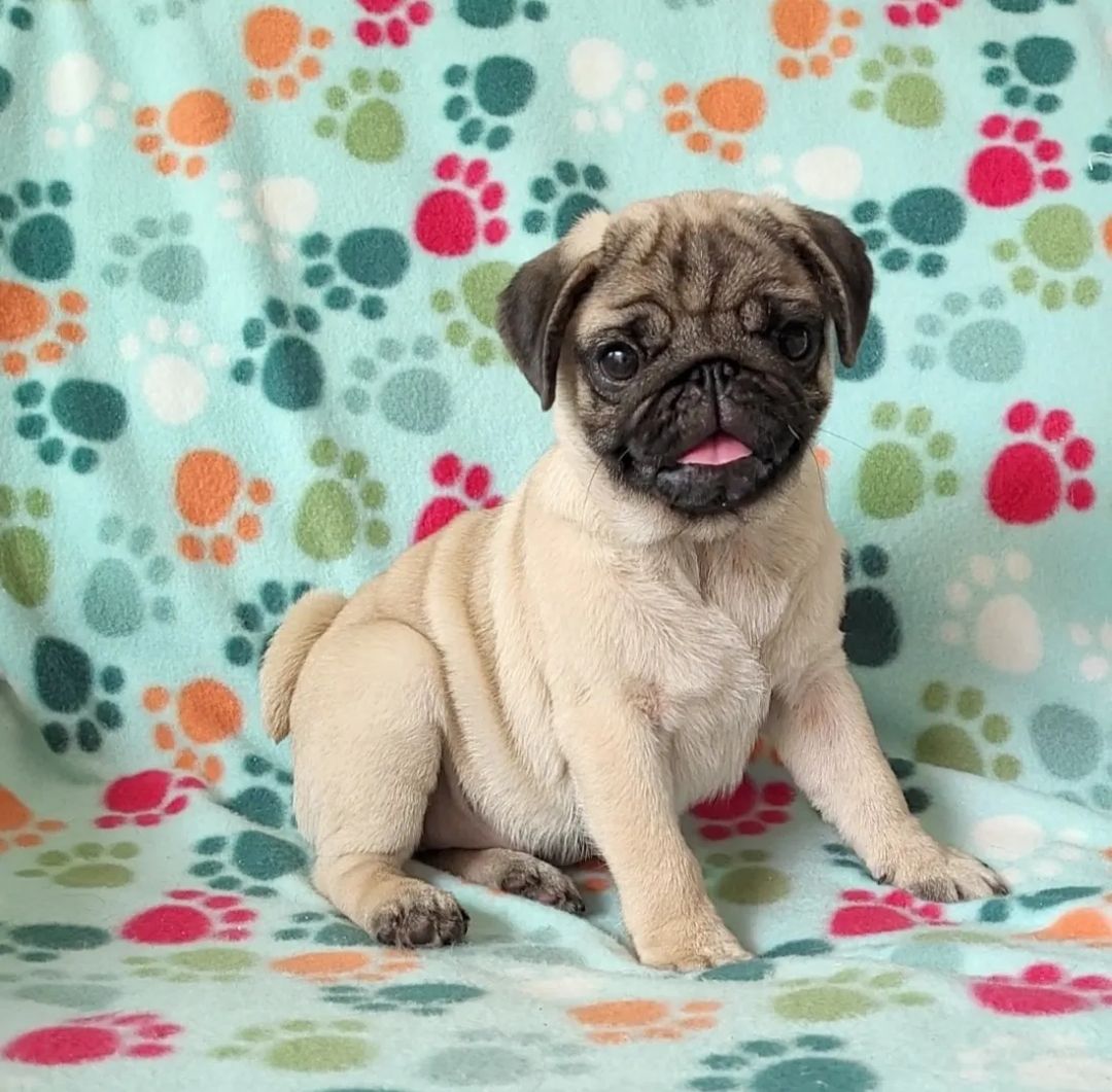 pug puppies for sale by owner pug puppies for sale by owner