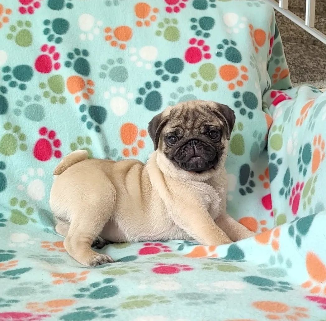 pug puppies for sale by owner pug puppies for sale by owner
